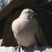 Black-winged Ground-Dove